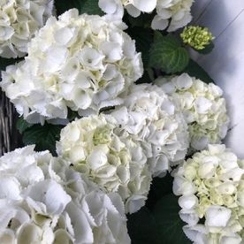 Blumen & Wohnen - Ihr Blumengeschäft in Handeloh